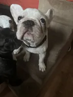 Mark, a male French Bulldog for sale in Tampa, FL – 4 of 5
