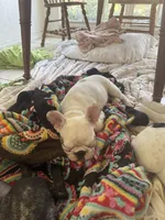 Mark, a male French Bulldog for sale in Tampa, FL – 3 of 5