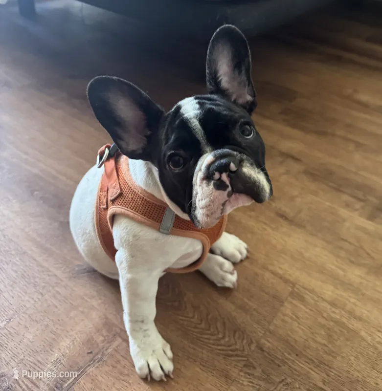 Luke – French Bulldog puppy for sale in Tampa, FL