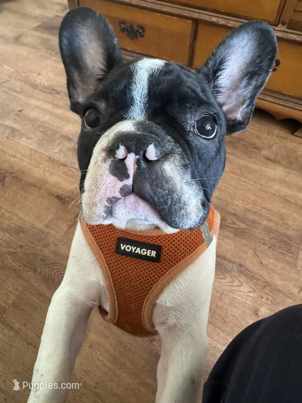 Luke – French Bulldog puppy for sale in Tampa, FL