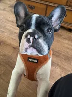 Luke, a male French Bulldog for sale in Tampa, FL – 1 of 5