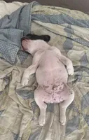 Luke, a male French Bulldog for sale in Tampa, FL – 4 of 5
