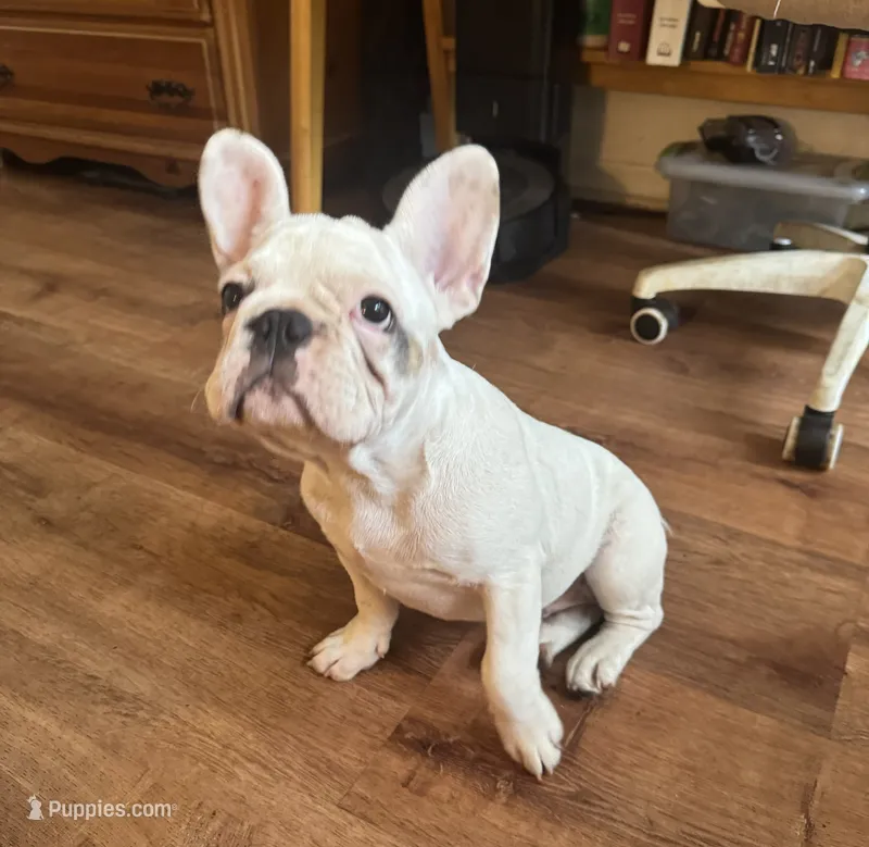 Mark – French Bulldog puppy for sale in Tampa, FL