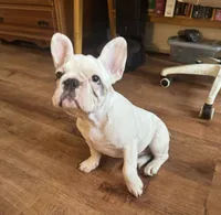 Mark, a male French Bulldog for sale in Tampa, FL – 1 of 6