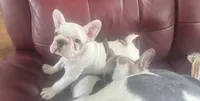 Mark, a male French Bulldog for sale in Tampa, FL – 2 of 5
