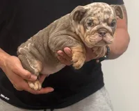 Francis, a female English Bulldog for sale in Chicago, IL – Photo 2 of 4