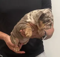 Francis, a female English Bulldog for sale in Chicago, IL – Photo 4 of 4