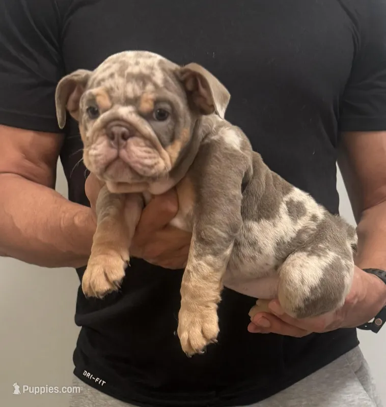 Francis – English Bulldog puppy for sale in Chicago, IL