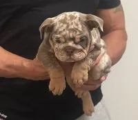 Francis, a female English Bulldog for sale in Chicago, IL – Photo 3 of 4