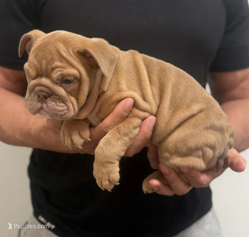 Debbie – English Bulldog puppy for sale in Chicago, IL