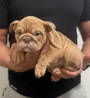 Debbie, a female English Bulldog for sale in Chicago, IL – Photo 2 of 3