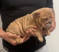 Debbie, a female English Bulldog for sale in Chicago, IL – Photo 3 of 3