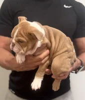 Carly, a female English Bulldog for sale in Chicago, IL – Photo 2 of 3