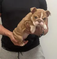 Carly, a female English Bulldog for sale in Chicago, IL – Photo 3 of 3