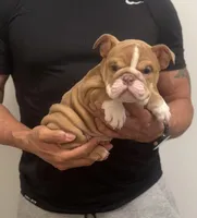 Carly, a female English Bulldog for sale in Chicago, IL – Photo 1 of 3