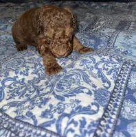 Brown Phantom , a male Poodle - Standard  for sale in Pulaski, TN – 2 of 5