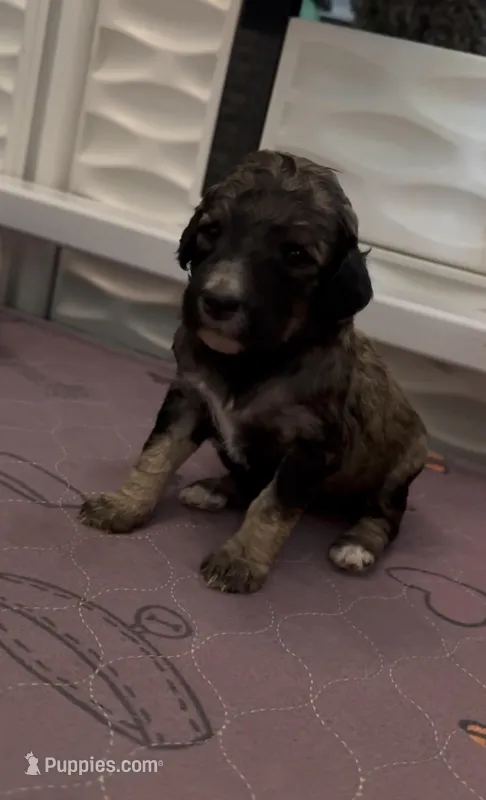 Sable girl  – Poodle - Standard  puppy for sale in Pulaski, TN