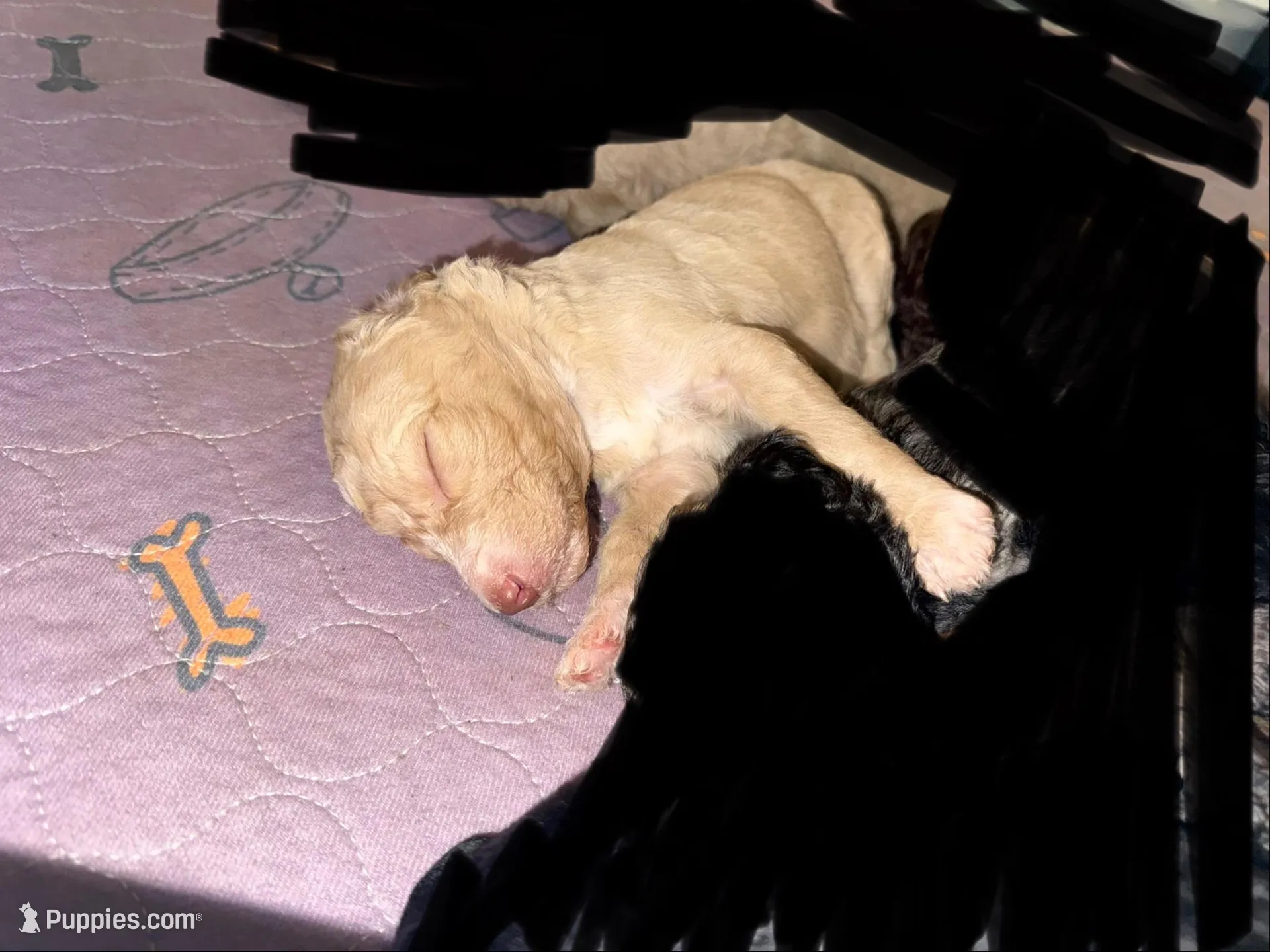 Cream Female, a female Poodle - Standard  for sale in Pulaski, TN – 3 of 3