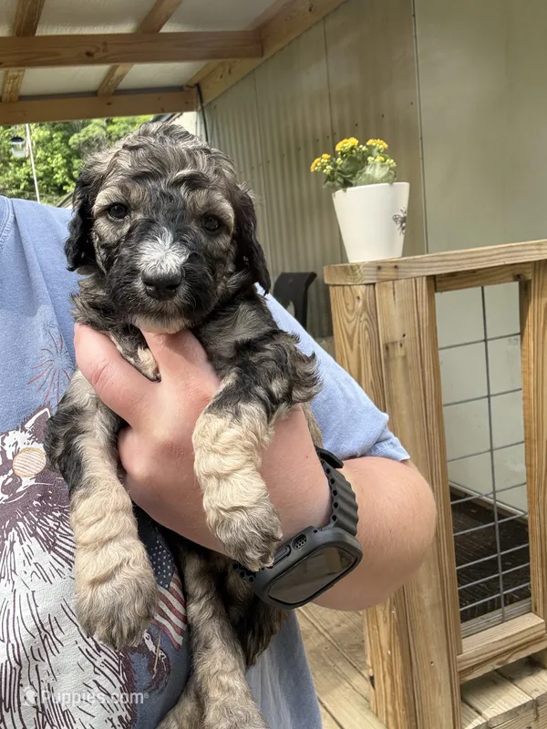 Sable girl  – Poodle - Standard  puppy for sale in Pulaski, TN