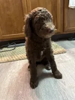 Brown & White Female, a female Poodle - Standard  for sale in Pulaski, TN – 2 of 3