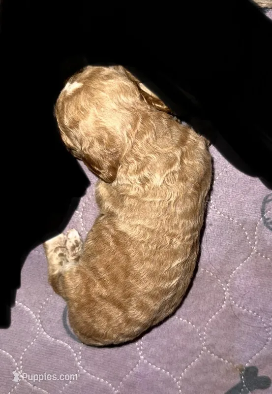 Apricot Girl (runt)  – Poodle - Standard  puppy for sale in Pulaski, TN