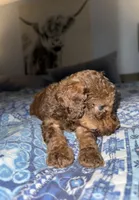 Brown Phantom , a male Poodle - Standard  for sale in Pulaski, TN – 5 of 5