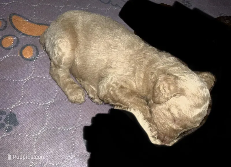 Cream Boy – Poodle - Standard  puppy for sale in Pulaski, TN