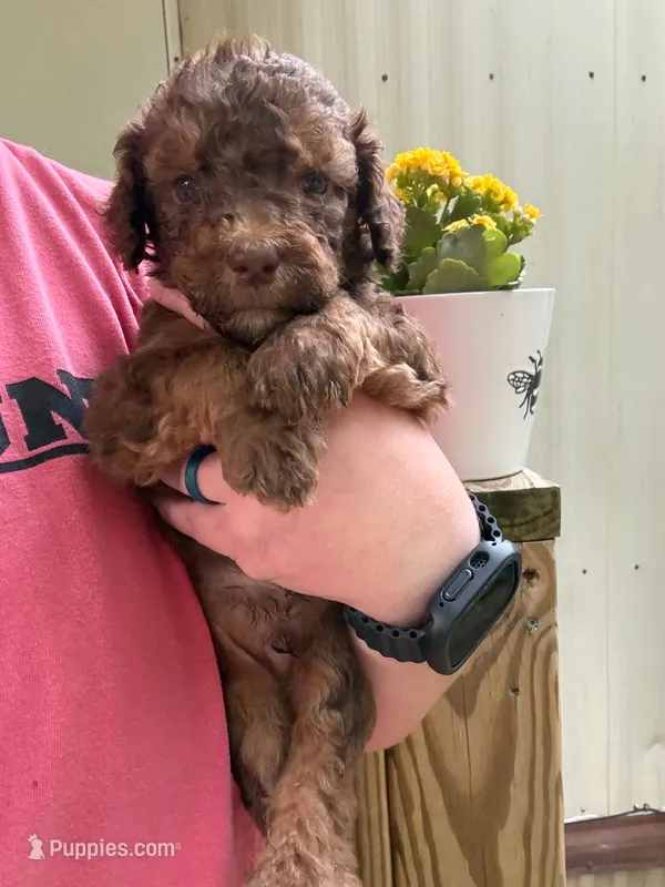 Brown Phantom  – Poodle - Standard  puppy for sale in Pulaski, TN