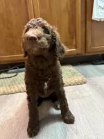 Brown & White Female, a female Poodle - Standard  for sale in Pulaski, TN – 3 of 3