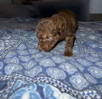Brown Phantom , a male Poodle - Standard  for sale in Pulaski, TN – 3 of 5