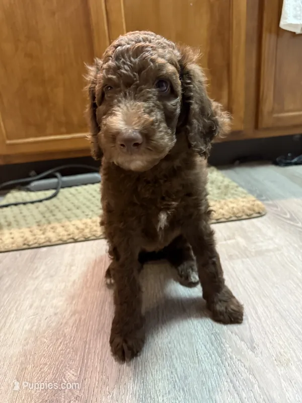 Brown & White Female – Poodle - Standard  puppy for sale in Pulaski, TN
