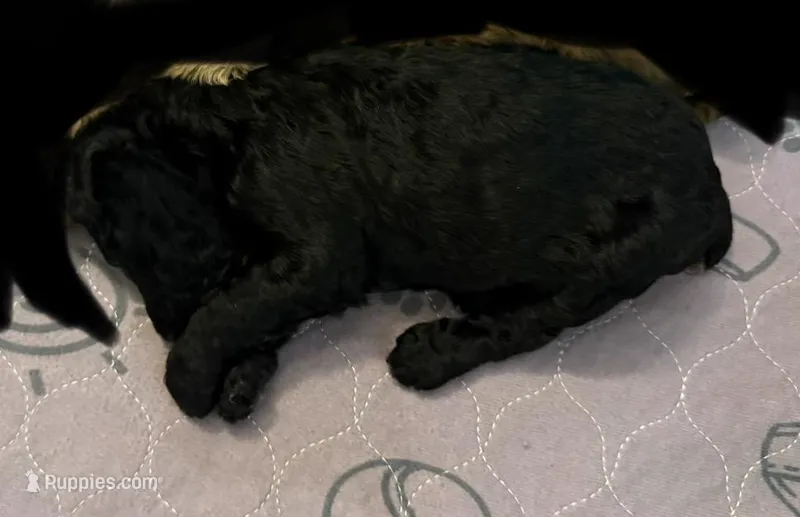 Black girl  – Poodle - Standard  puppy for sale in Pulaski, TN
