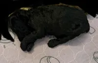 Black girl , a female Poodle - Standard  for sale in Pulaski, TN – Photo 1 of 2