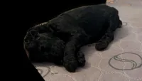Black girl , a female Poodle - Standard  for sale in Pulaski, TN – Photo 2 of 2