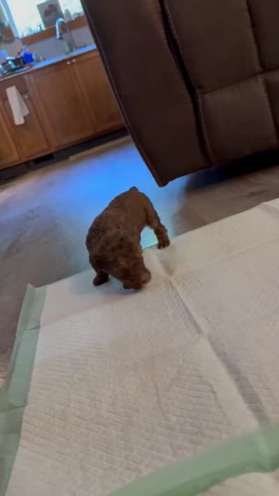 Brown Phantom , a male Poodle - Standard  for sale in Pulaski, TN – 4 of 5
