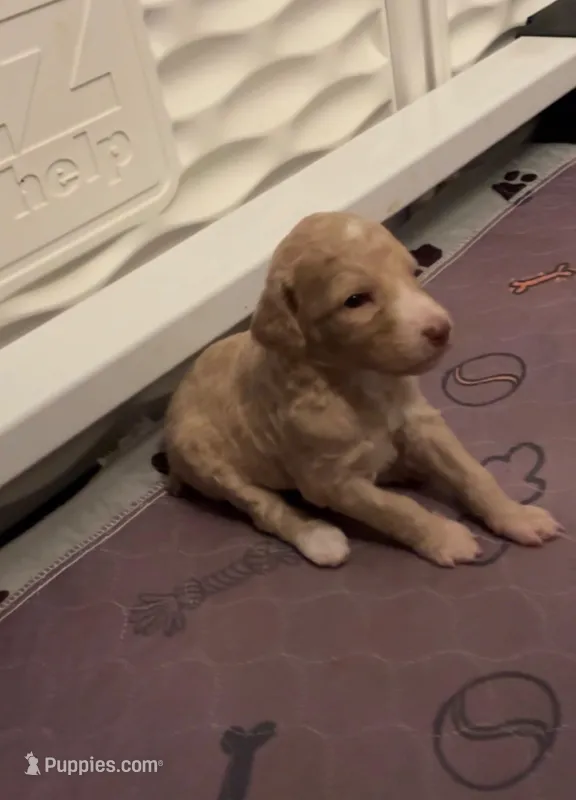 Cream Female – Poodle - Standard  puppy for sale in Pulaski, TN