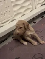 Cream Female, a female Poodle - Standard  for sale in Pulaski, TN – 2 of 3