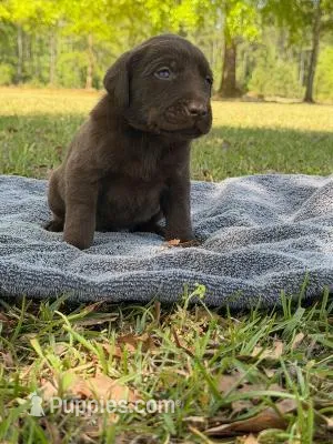 chewy – Labrador Retriever puppy for sale in Lodge, SC