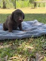 chewy, a female Labrador Retriever for sale in Lodge, SC – Photo 5 of 5
