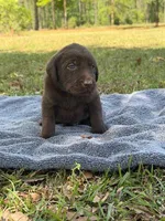 chewy, a female Labrador Retriever for sale in Lodge, SC – Photo 4 of 5