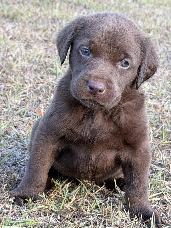 chewy – Labrador Retriever puppy for sale in Lodge, SC