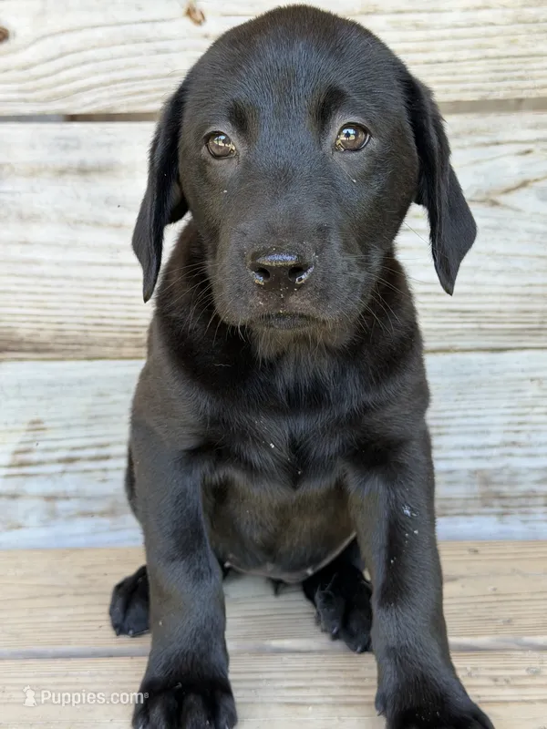 Snickers – Labrador Retriever puppy for sale in Lodge, SC