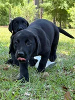 Snickers, a female Labrador Retriever for sale in Lodge, SC – 2 of 5