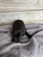 koda, a female Labrador Retriever for sale in Lodge, SC – Photo 4 of 7