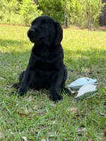 Snickers, a female Labrador Retriever for sale in Lodge, SC – 3 of 5