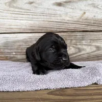 Sugar, a female Labrador Retriever for sale in Lodge, SC – Photo 1 of 8