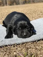 Sugar, a female Labrador Retriever for sale in Lodge, SC – Photo 3 of 8
