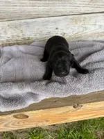 Diesel, a male Labrador Retriever for sale in Lodge, SC – Photo 5 of 10