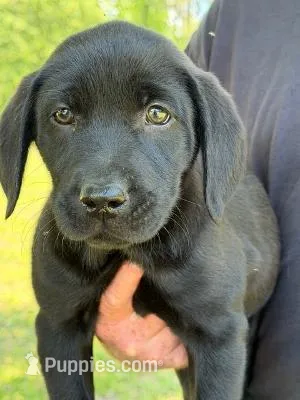 Snickers – Labrador Retriever puppy for sale in Lodge, SC