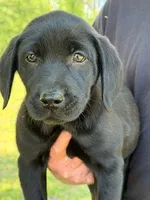 Snickers, a female Labrador Retriever for sale in Lodge, SC – 1 of 5